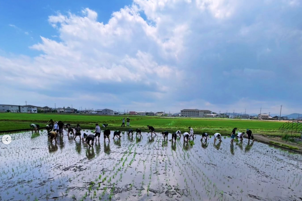 JAN 26: Shiga Magic- Unraveling the threads