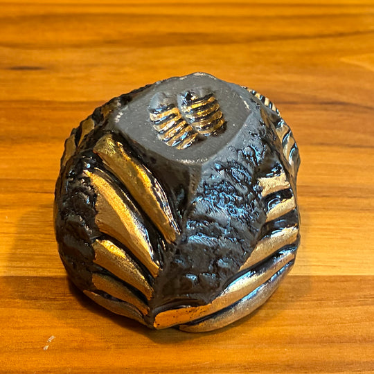 Ryoma Hiramatsu: Ammonite Cup