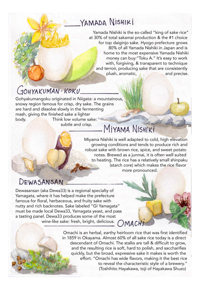 Rice varieties