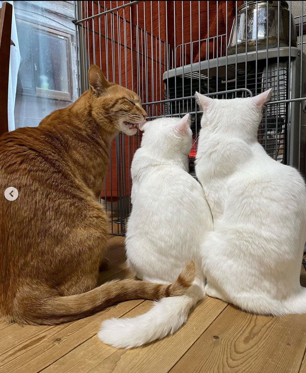 Nishide Shuzo Junmai Nishide Shuzo Junmai